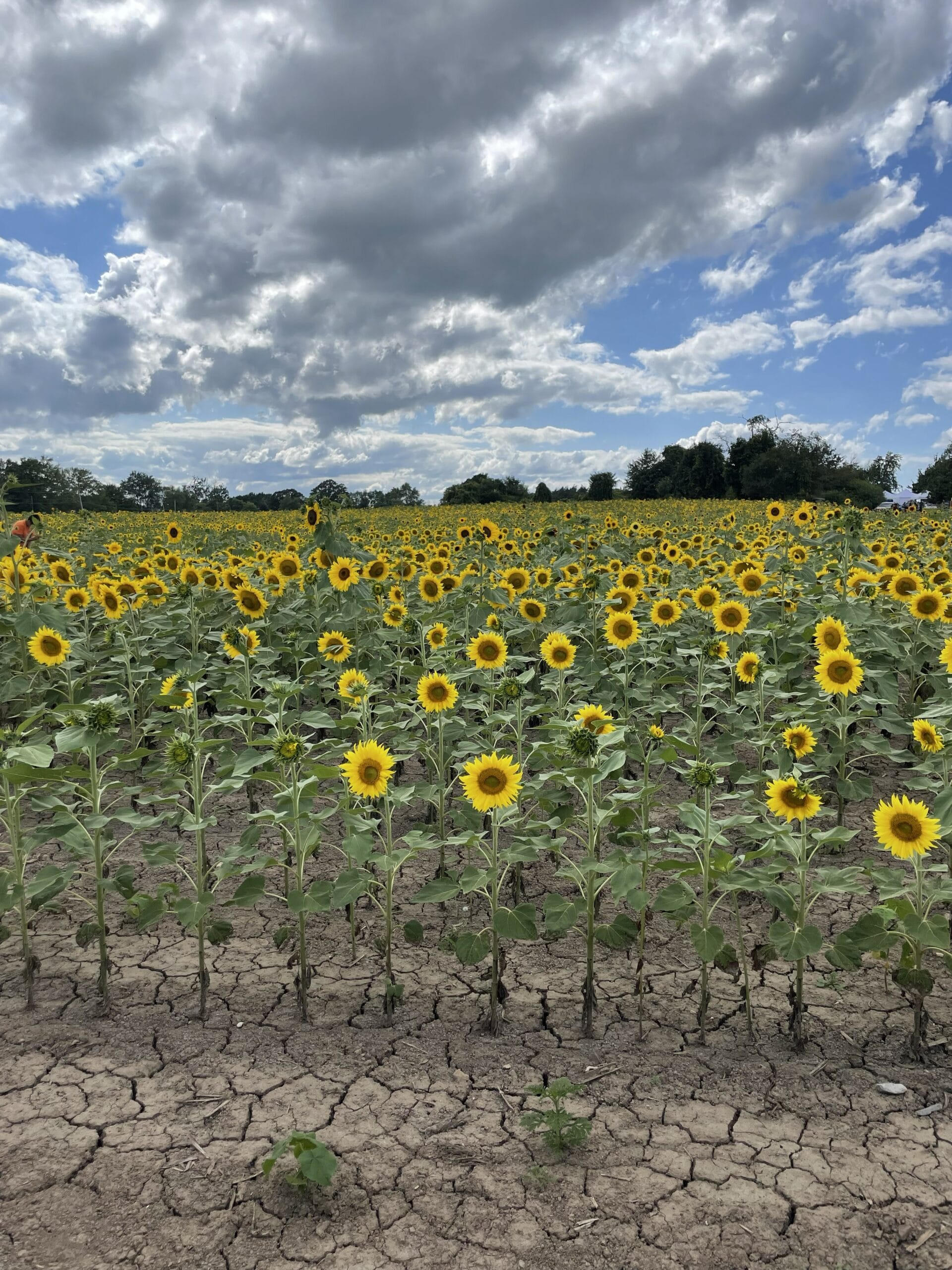 Sunflowers of Sanborn NY | Grand Slam Psych Open notebook page with handwritten words including 'DIABETICAL' and 'BEHAVIORAL THERAPY,' beside a stethoscope and a blister-pack of pills on a desk.